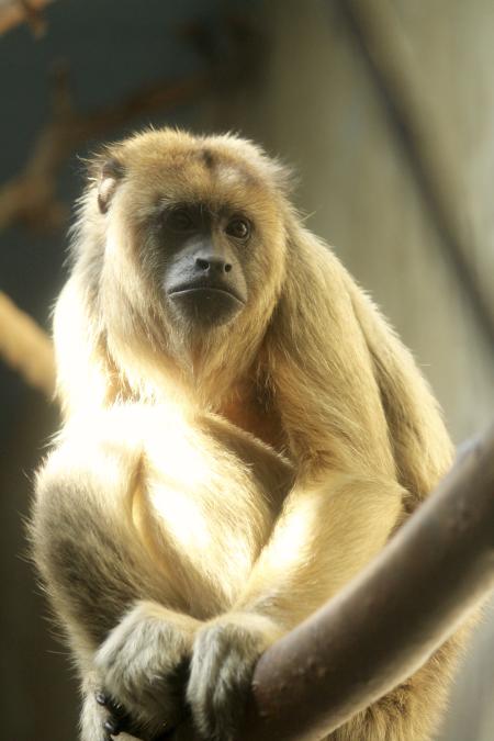 Howler Monkey RWP Zoo