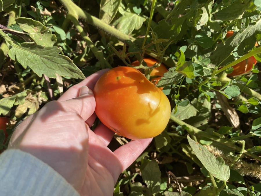 Someone holds a tomato growing at Big Jim Farms