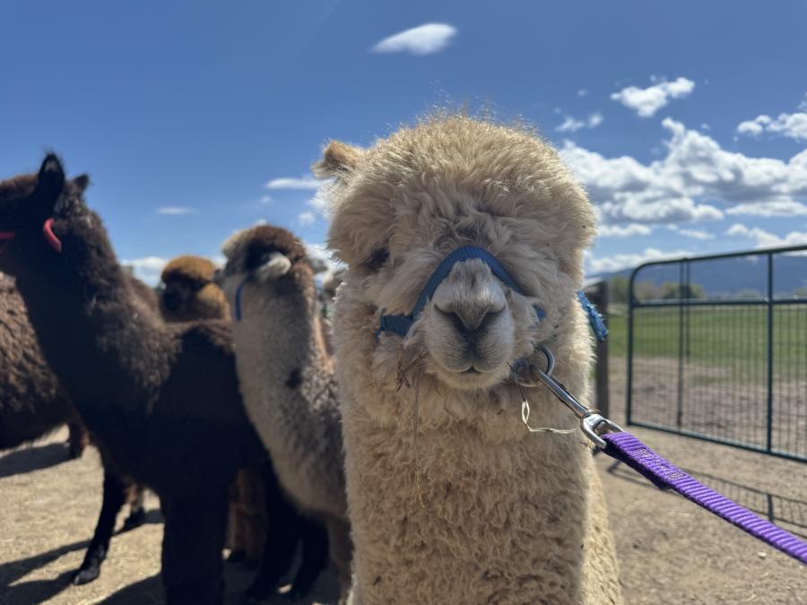 Alpacas of Montana - Alpaca