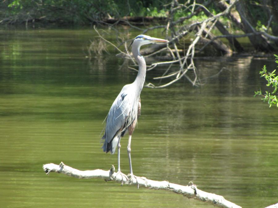 Birds of Bucks County blog