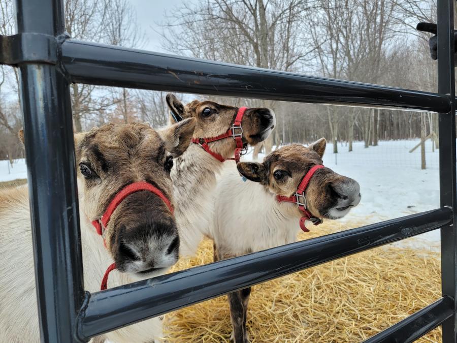 shortsville reindeer