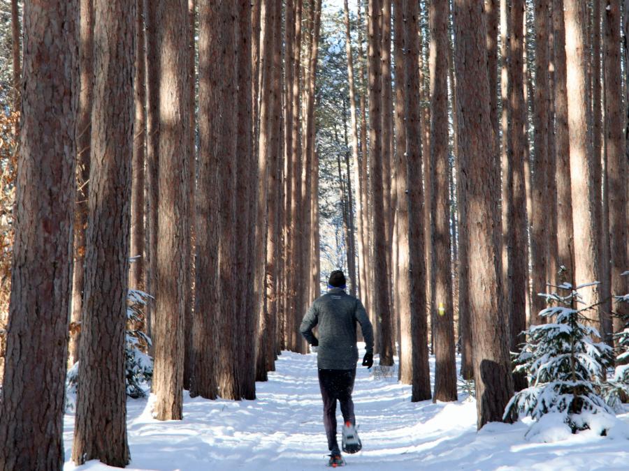 Man snowshoeing through winter tall forest trees at Cumming Nature Center in Naples New York.