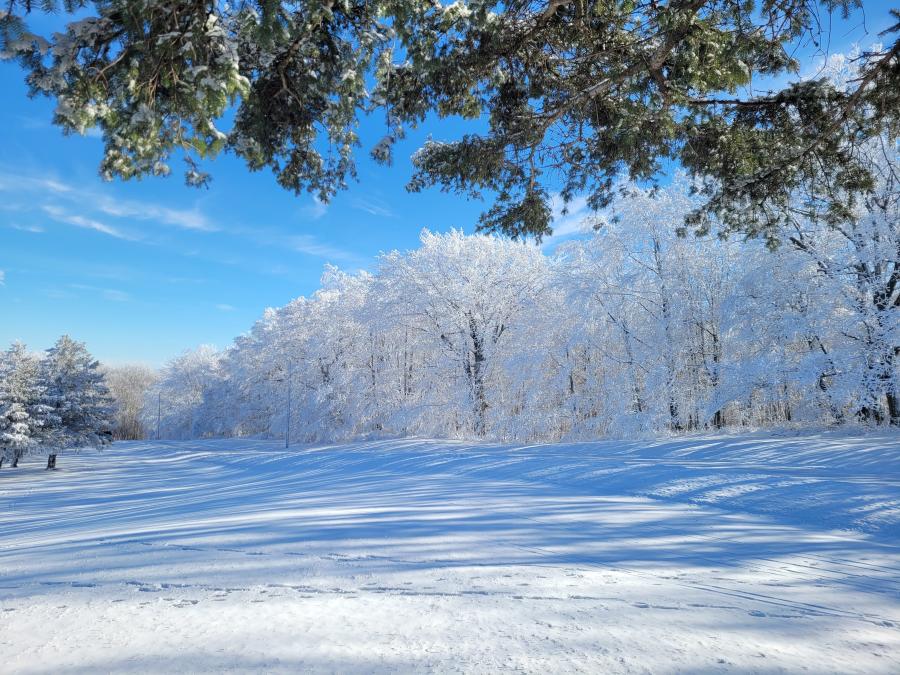 Blue sky, sunny day looking across snowy fields and snow covered trees at Ontario County Park at Gannett Hill in Naples NY