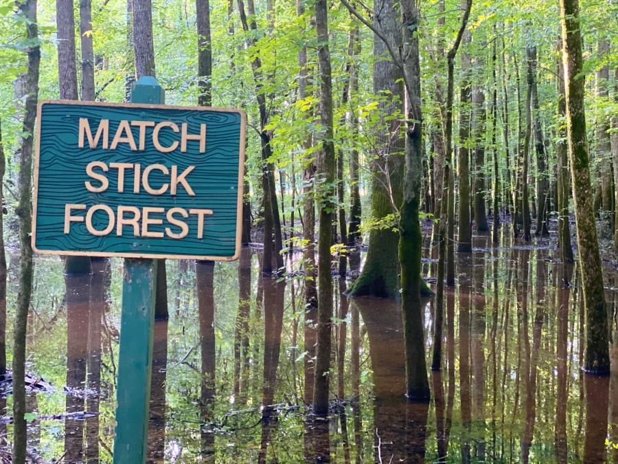 Hays Nature Preserve Match Stick Forrest