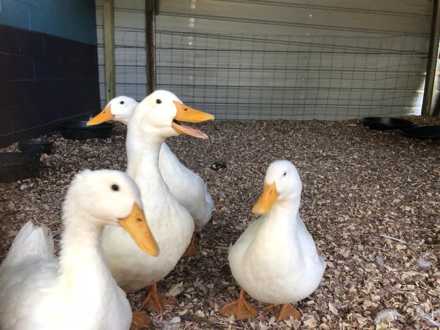 Leigh Acre Ducks