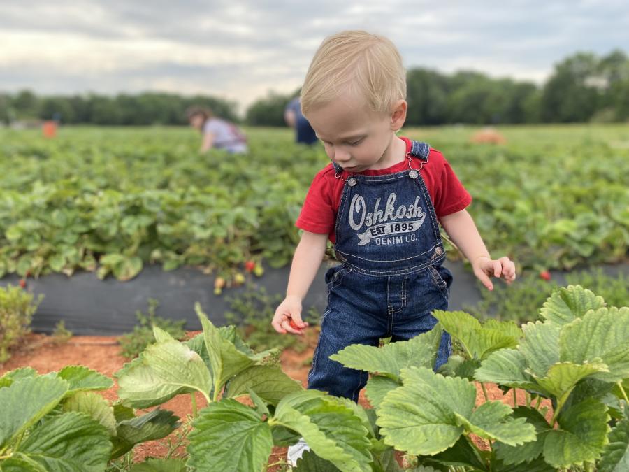 Pick Your Own Strawberries in Huntsville