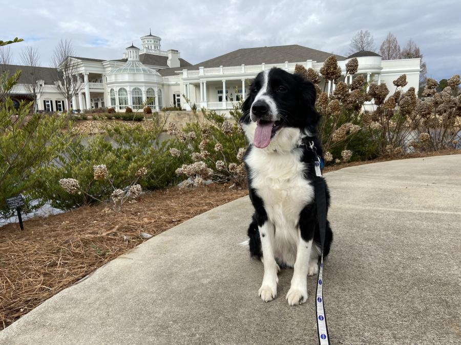 Huntsville Botanical Garden Dog Days