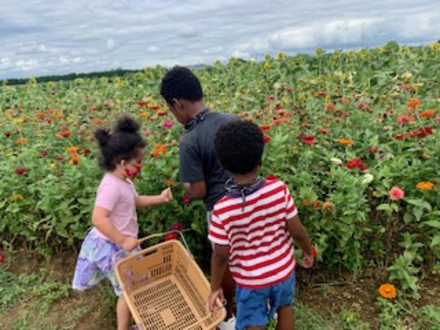 Children picking flowers