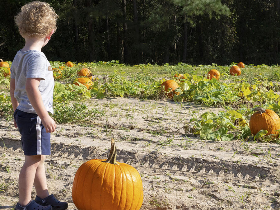 3-year old boy picking a pumpkin at Smith's Farm near Benson, NC.