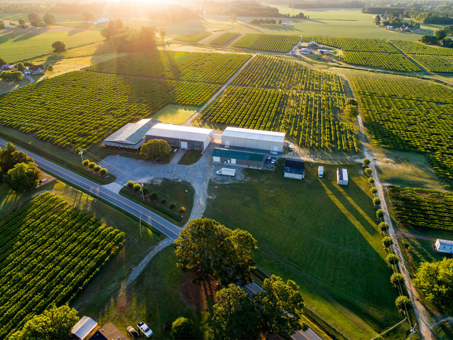 Aerial drone shot of Hinnant Vineyards in Pine Level, NC.