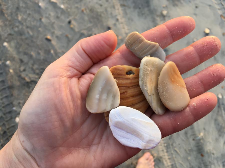 rv blog seashells