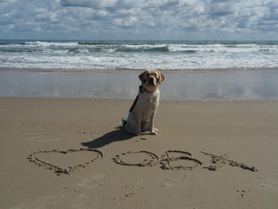 dogs on beach blog