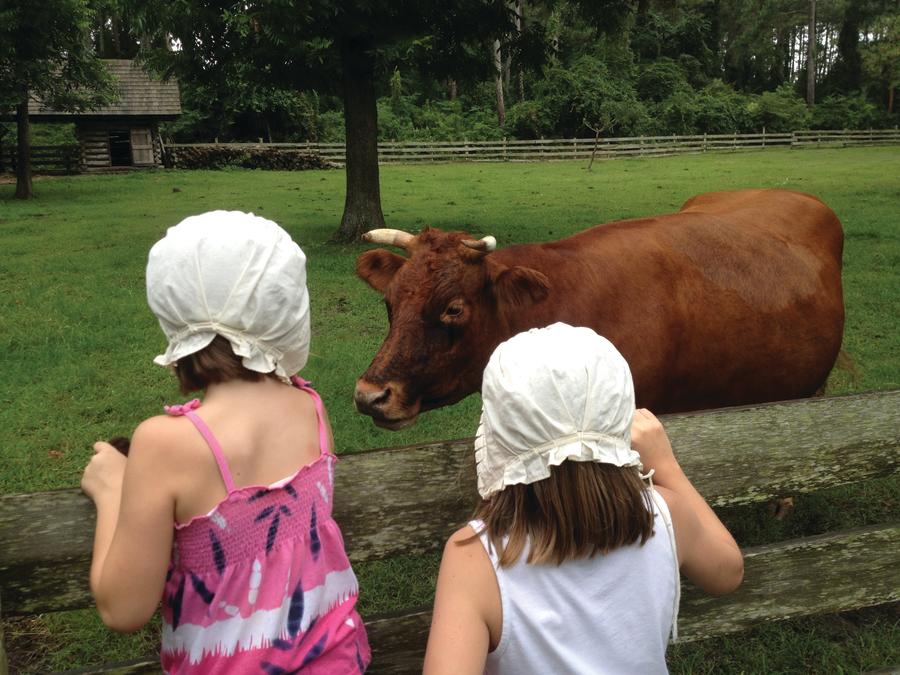 island farm cow manteo