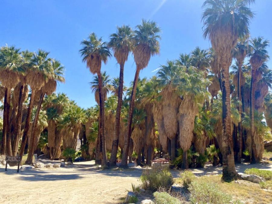 Tall native palm trees lining a sunlit trail in Andreas Canyon, showcasing the lush oasis landscape against a clear blue Palm Springs sky.