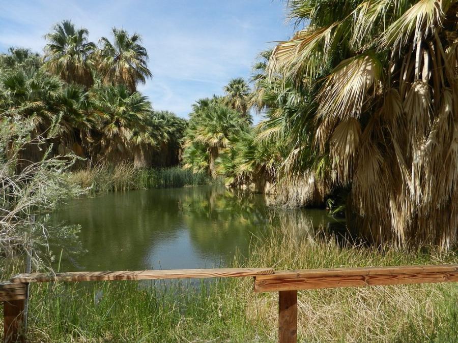 Simone Pond at Coachella Valley Preserve