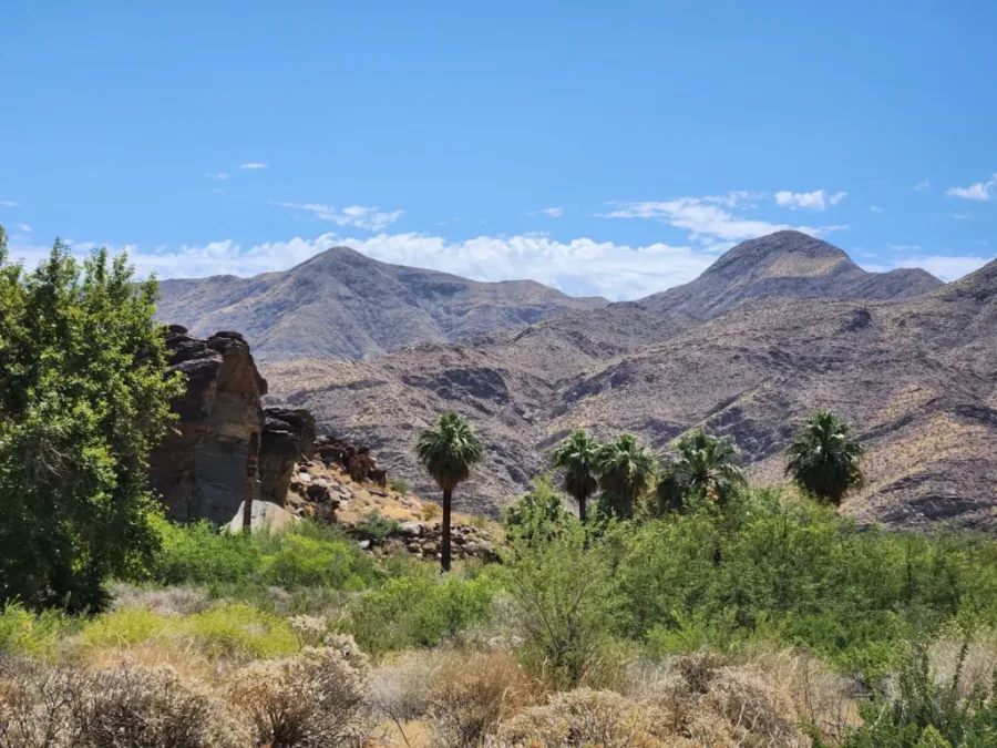 Scenic view from Coffman Trail with rocky canyon walls, desert shrubs, and tall palms set against the rugged mountains of Palm Springs.