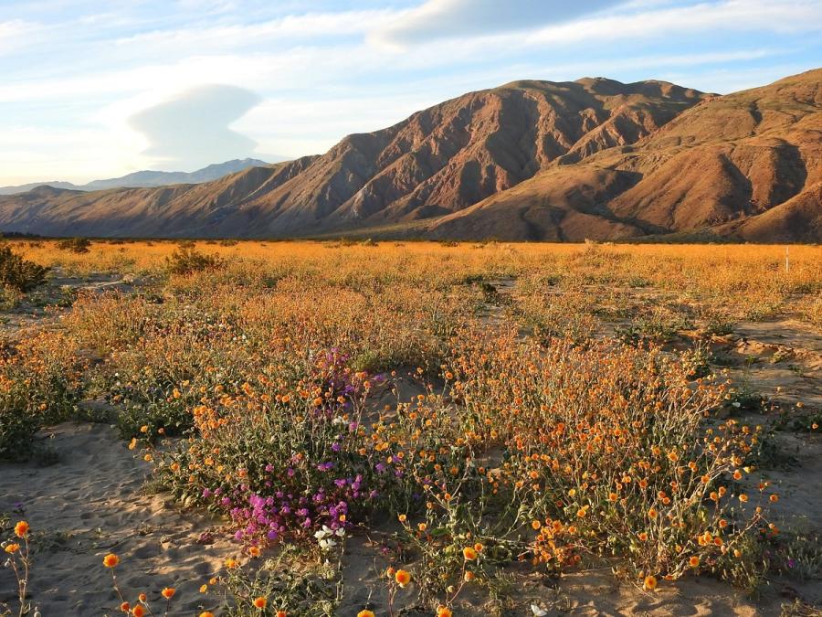 Wild flowers at Anaza Borrego State Park