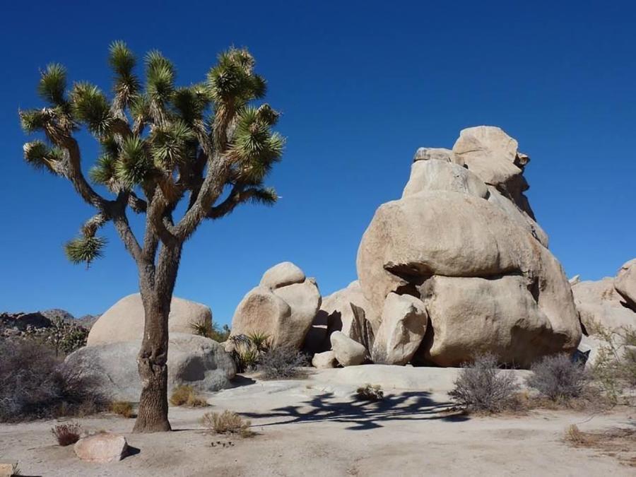 Joshua Tree