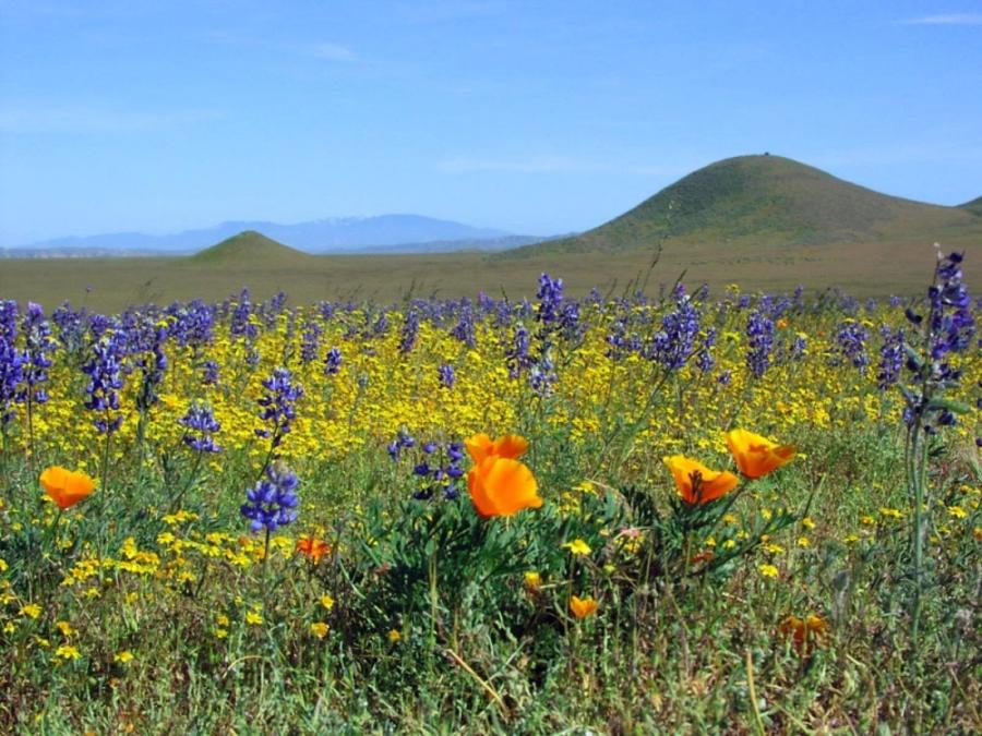 Wildflowers blooming on the Carrizo Plains in SLO CAL