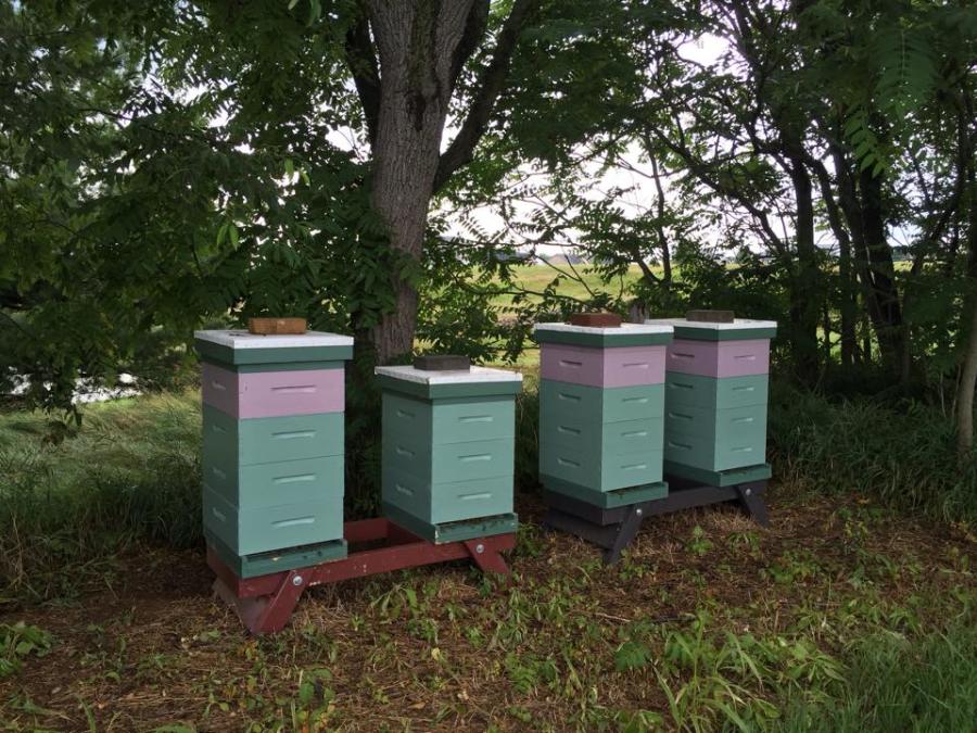 Swope's Berries and Bees