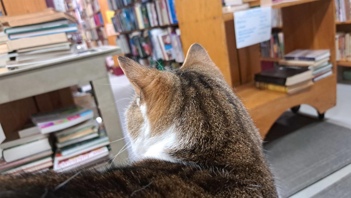 Cat at Hyde Brothers Booksellers Look at Books