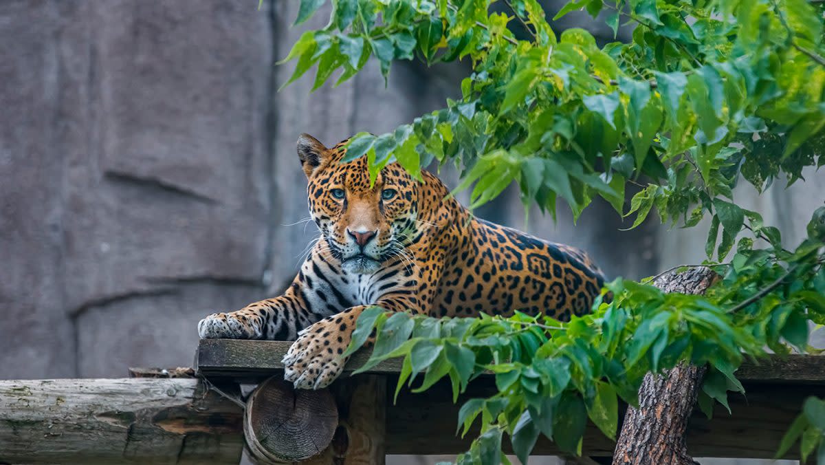 Milwaukee County Zoo - Big Cat Exhibit