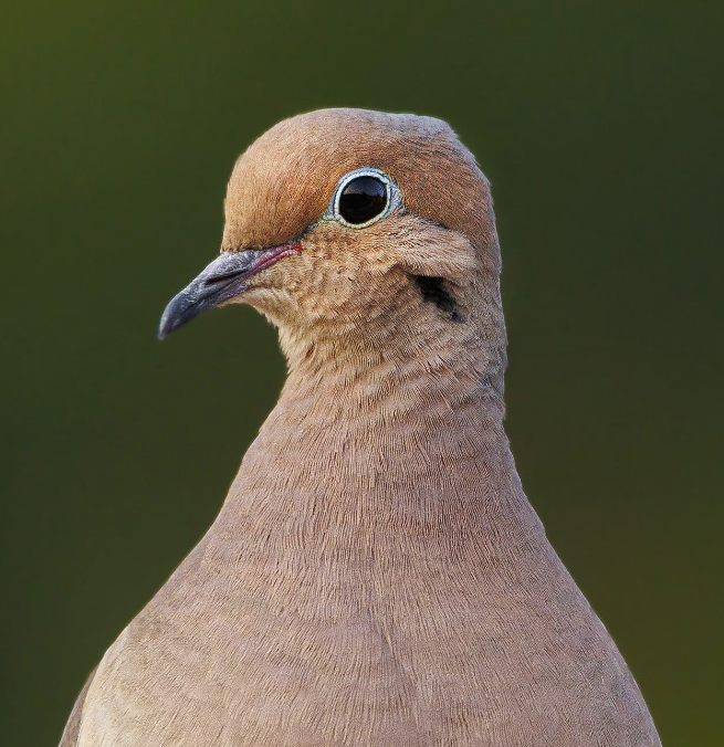 Mourning Dove 3
