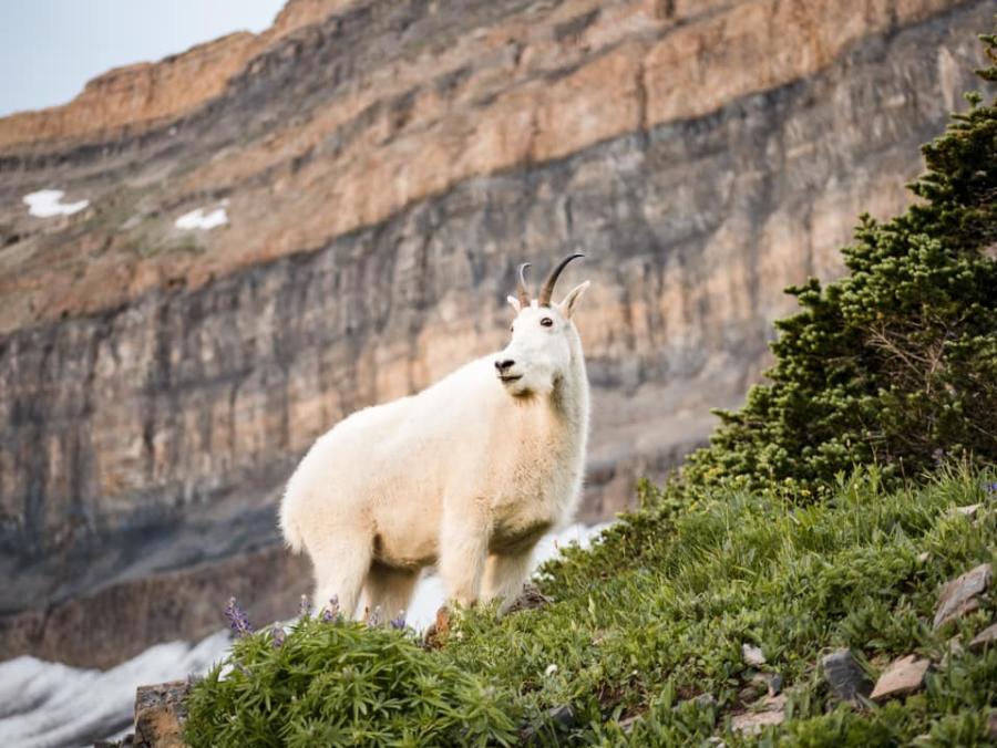 Mountain Goat Mount Timpanogos Utah Valley