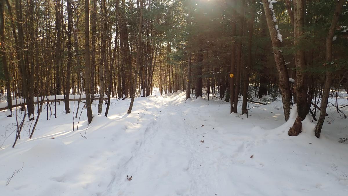 the Yellow Trail at Gurney Lane in winter