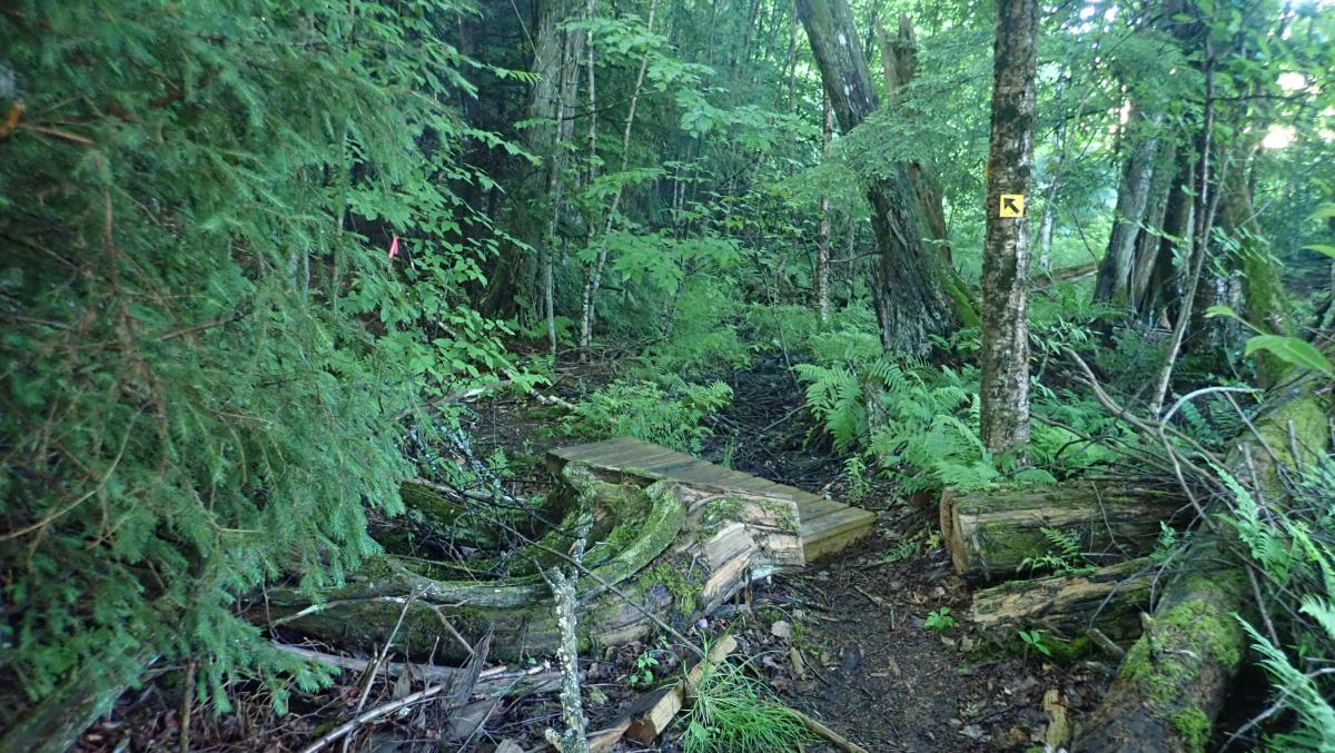 Cougar Nature Trails