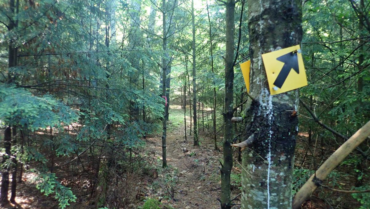 Cougar Nature Trails