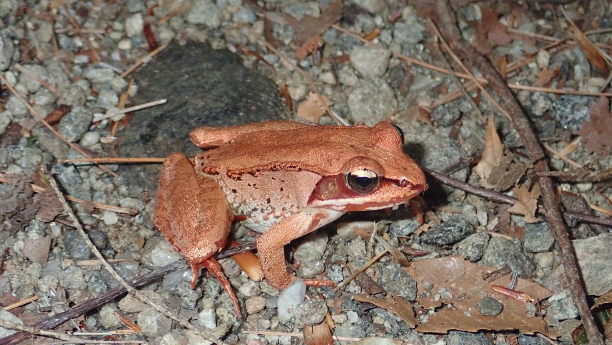 Wood frog on Cat Mountain