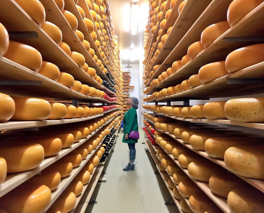 Gouda Factory at Mountainoak Cheese