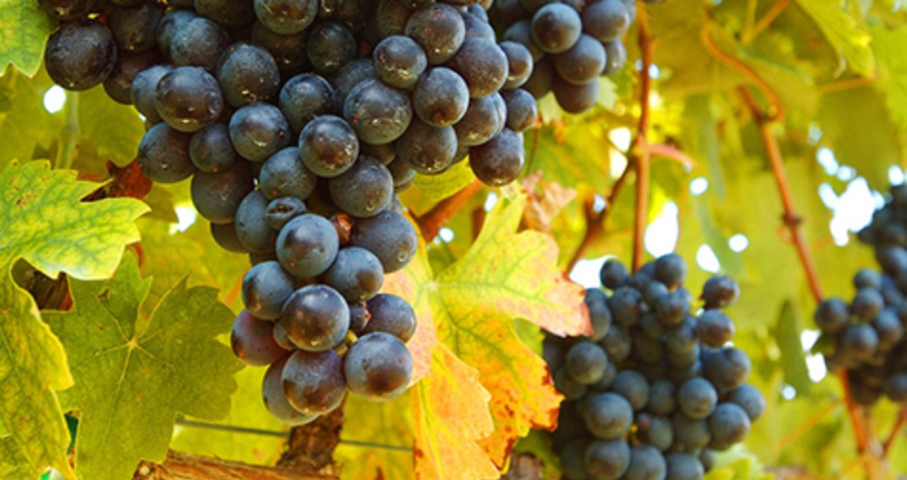 Raleigh N C Wineries And Wine Shops