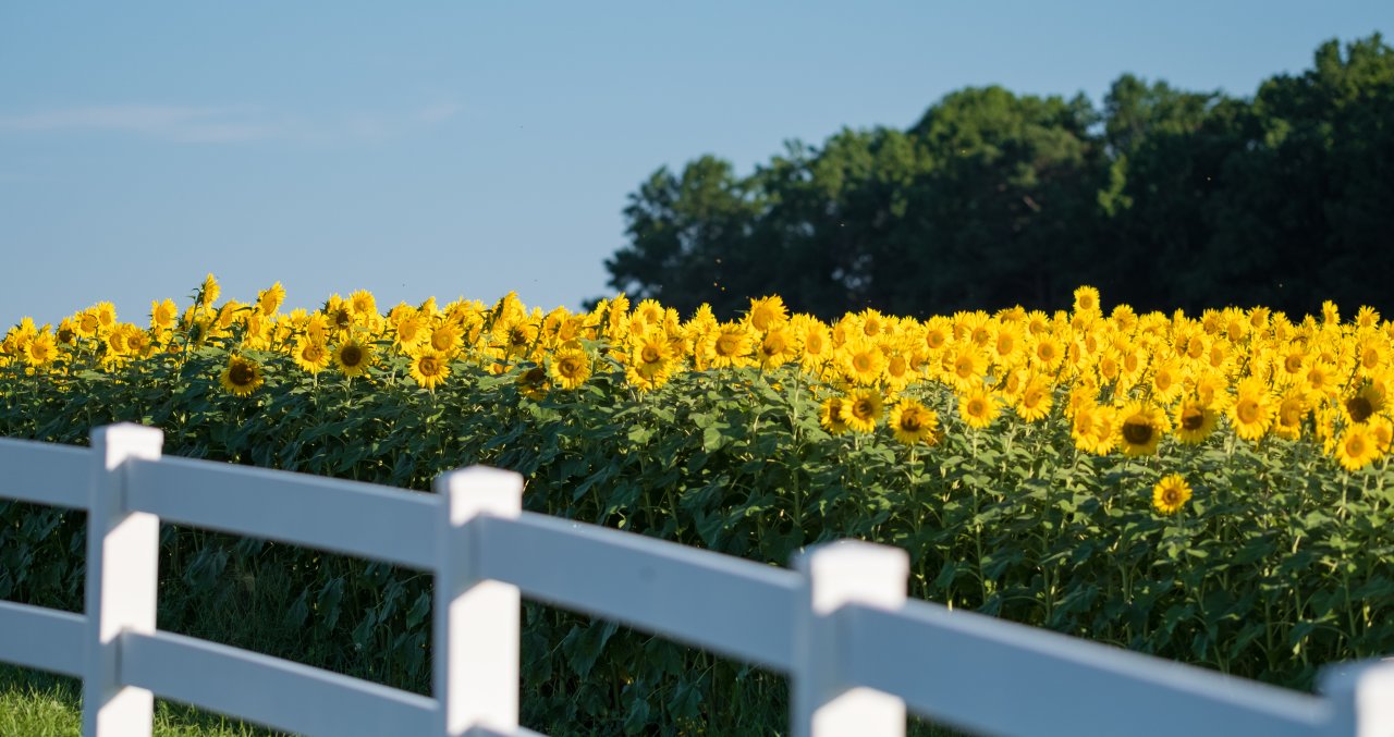 The Neuse River Sunflower Fields in Raleigh, N.C.
