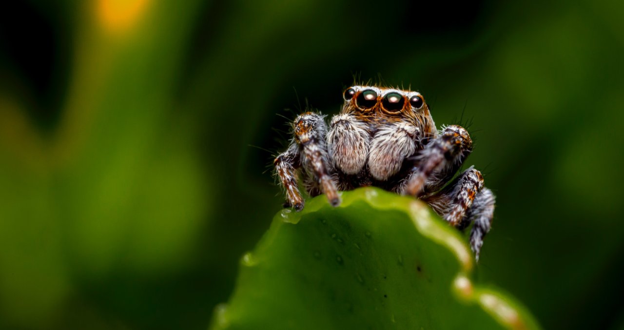 Animythology: Spiders - Shaver's Creek Environmental Center