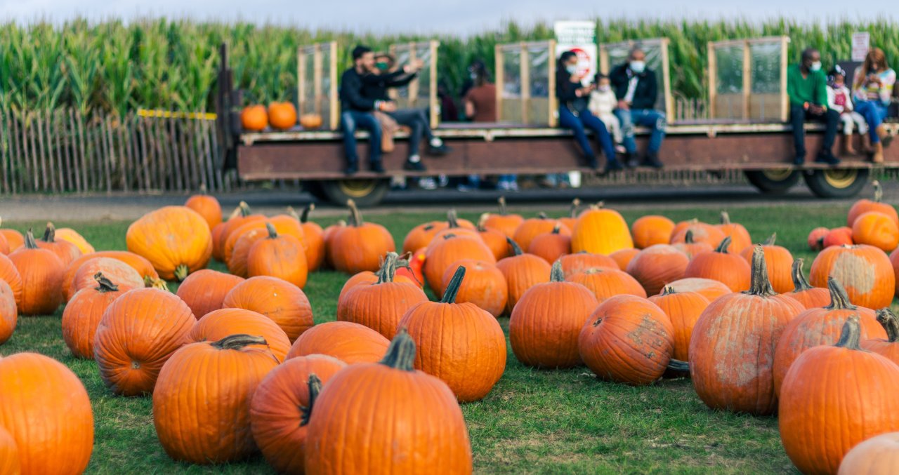 best pumpkin patch in midwest