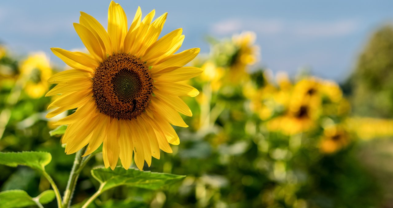 Gorgeous Sunflower Fields Are Returning To Dorothea Dix Park In Raleigh