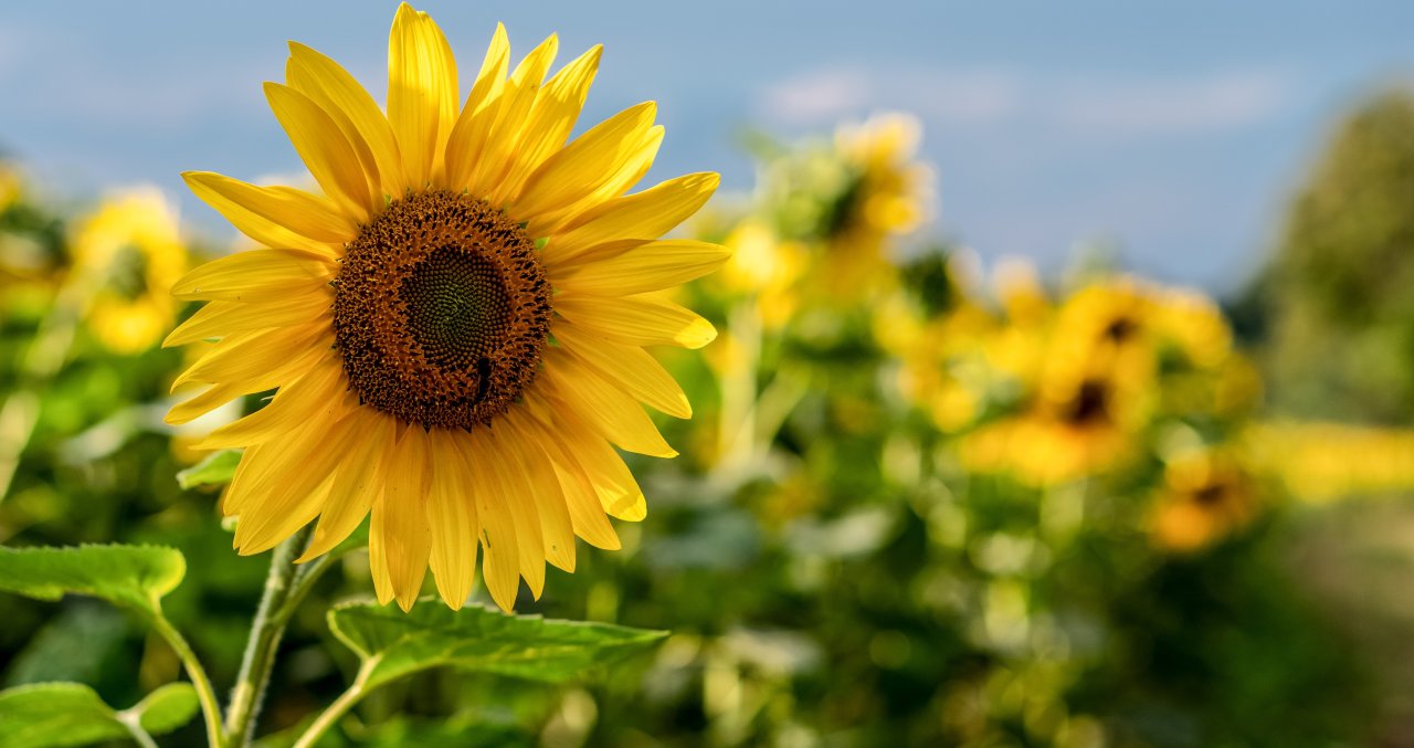 Sunflower Fields Are Returning to Dorothea Dix Park in Raleigh