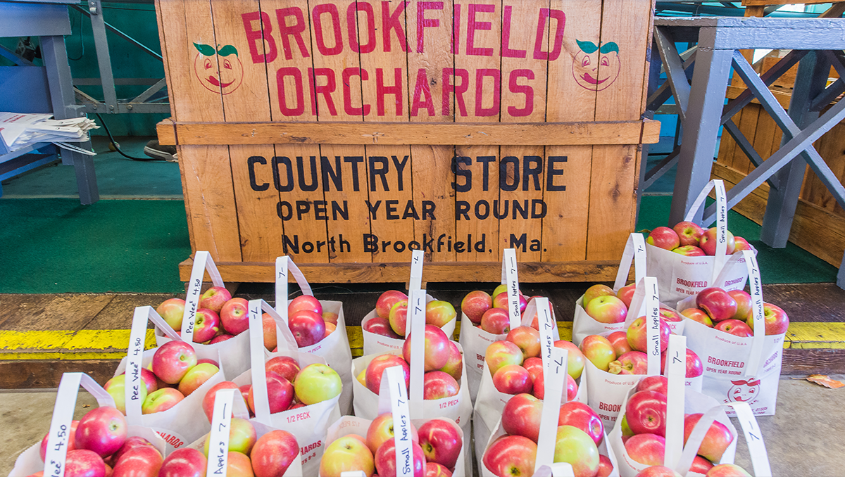Where to Pick Your Own Apples