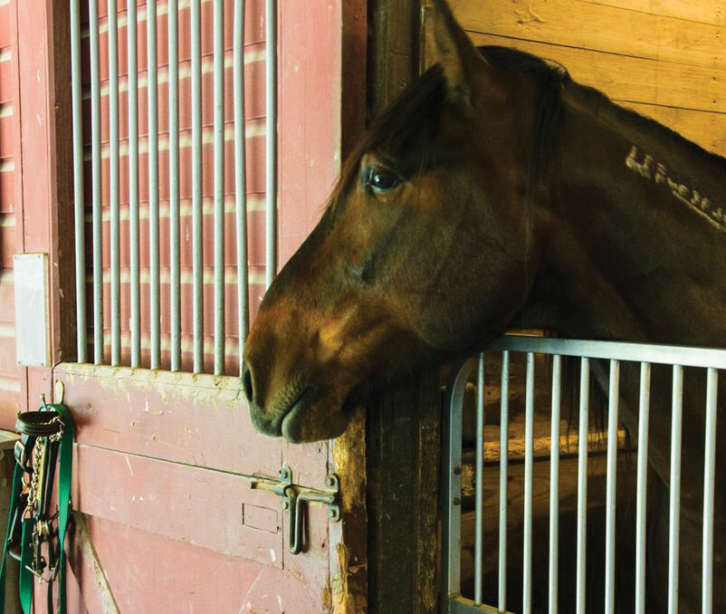 Danada_Ada_Rice_Stable