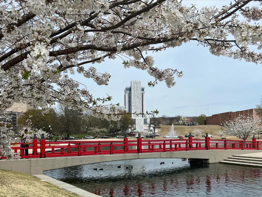 Cherry Blossoms and Red Bridge Big Spring Park