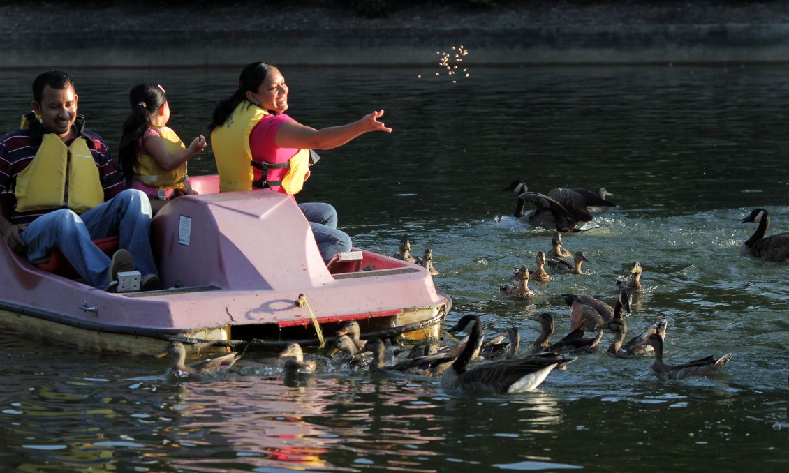 Family Feeding Ducks From A Paddle Boat In Pullen Park