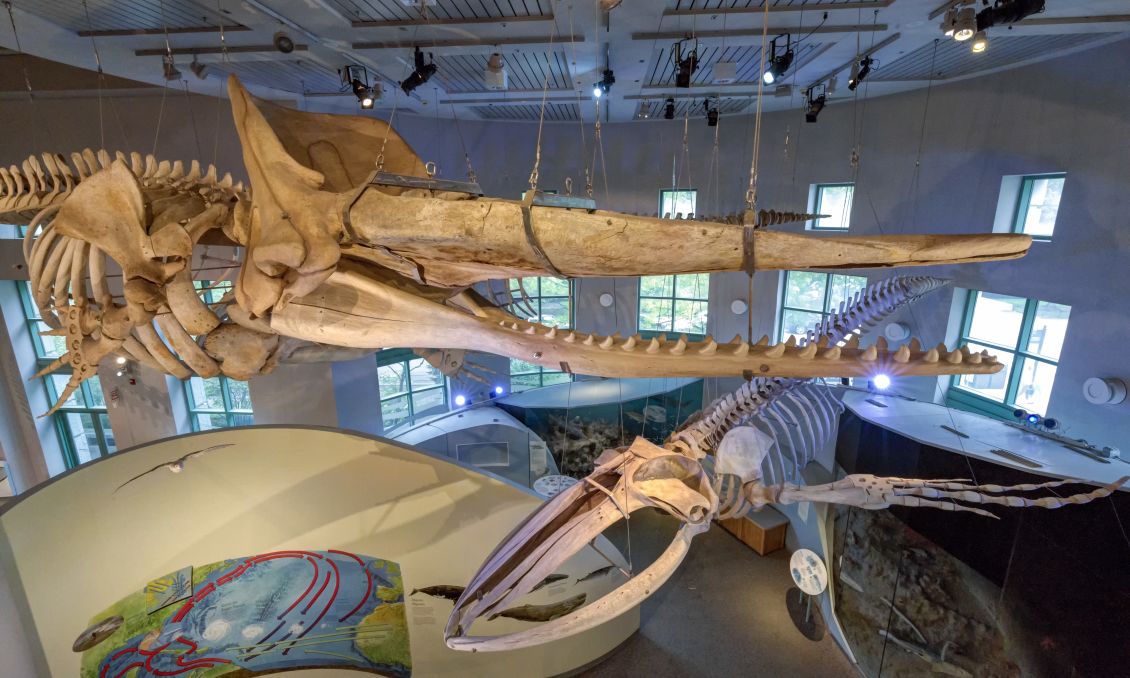 North Carolina Museum of Natural Sciences