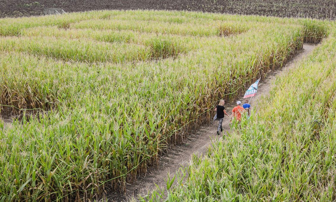 Ken's Korny Corn Maze (open graph)