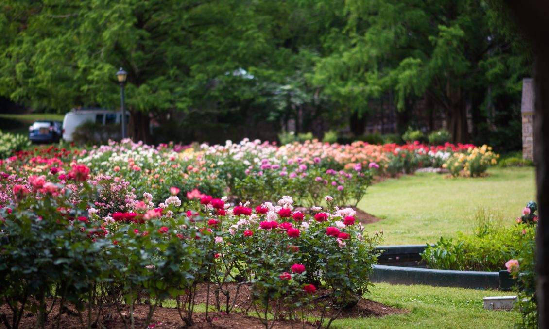 Raleigh Rose Garden