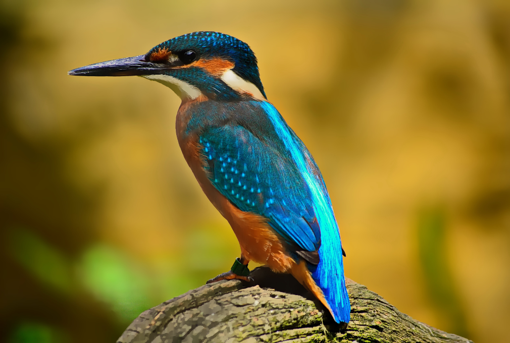 Kingfisher perched on a branch, displaying vibrant blue and orange plumage. The background is softly blurred, highlighting the bird's vivid colours.