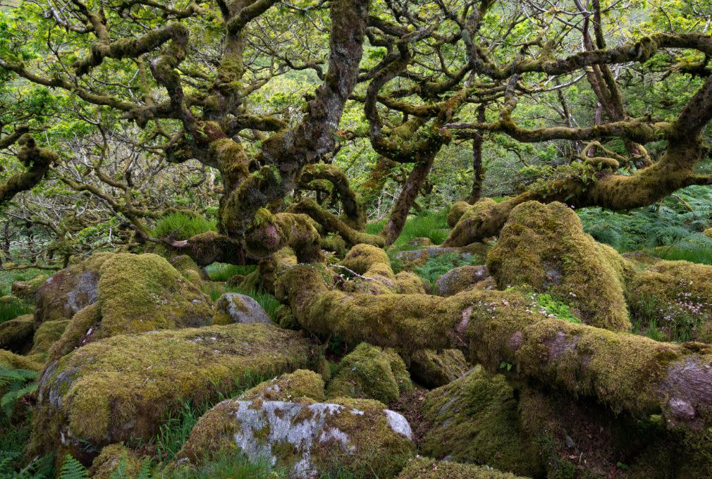 Moss-covered twisted trees and boulders in a lush, green forest create a mysterious, whimsical atmosphere, with hints of sunlight filtering through leaves.