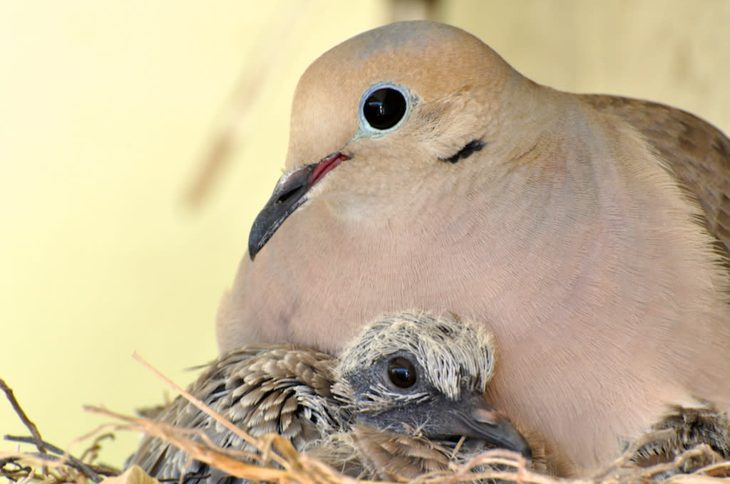 Photo Credit: Mourning Dove and Chick by Douglas Croft/Audubon Photography Awards