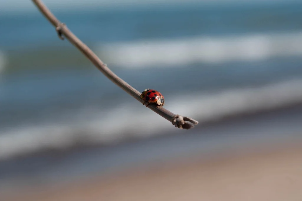 Ladybug on a stick at the beach
